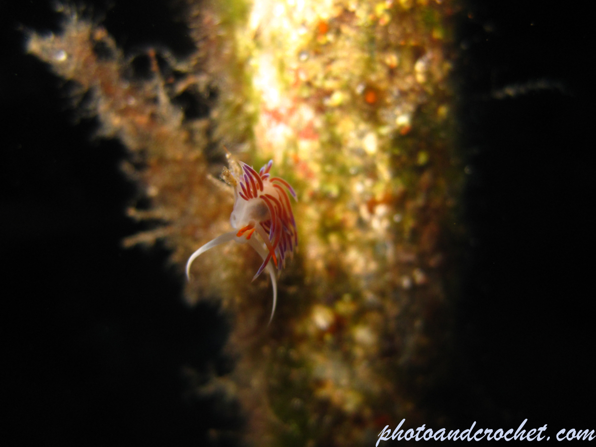 Nudibranch - Image